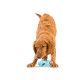 West Paw Qwizl Large - игрушка-кормушка Вест Пау Квизл большая для собак голубая 17 см