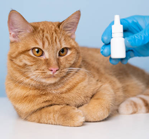 Ветеринарні препарати для котів