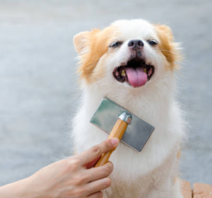 Инструменты для красоты собак