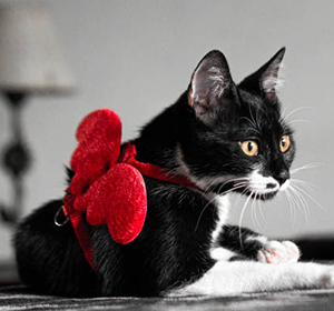 Аксессуары для котов