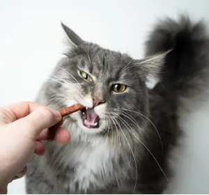 Лакомства для котов